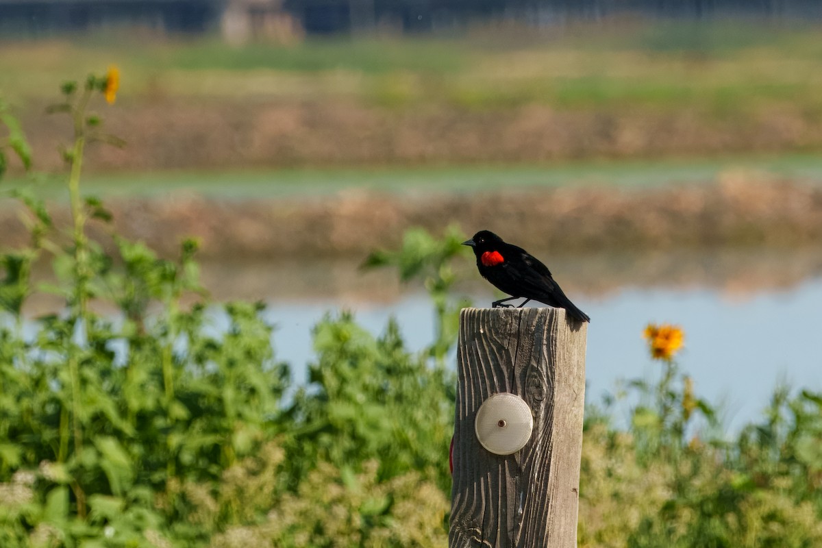 Red-winged Blackbird (California Bicolored) - ML642418092