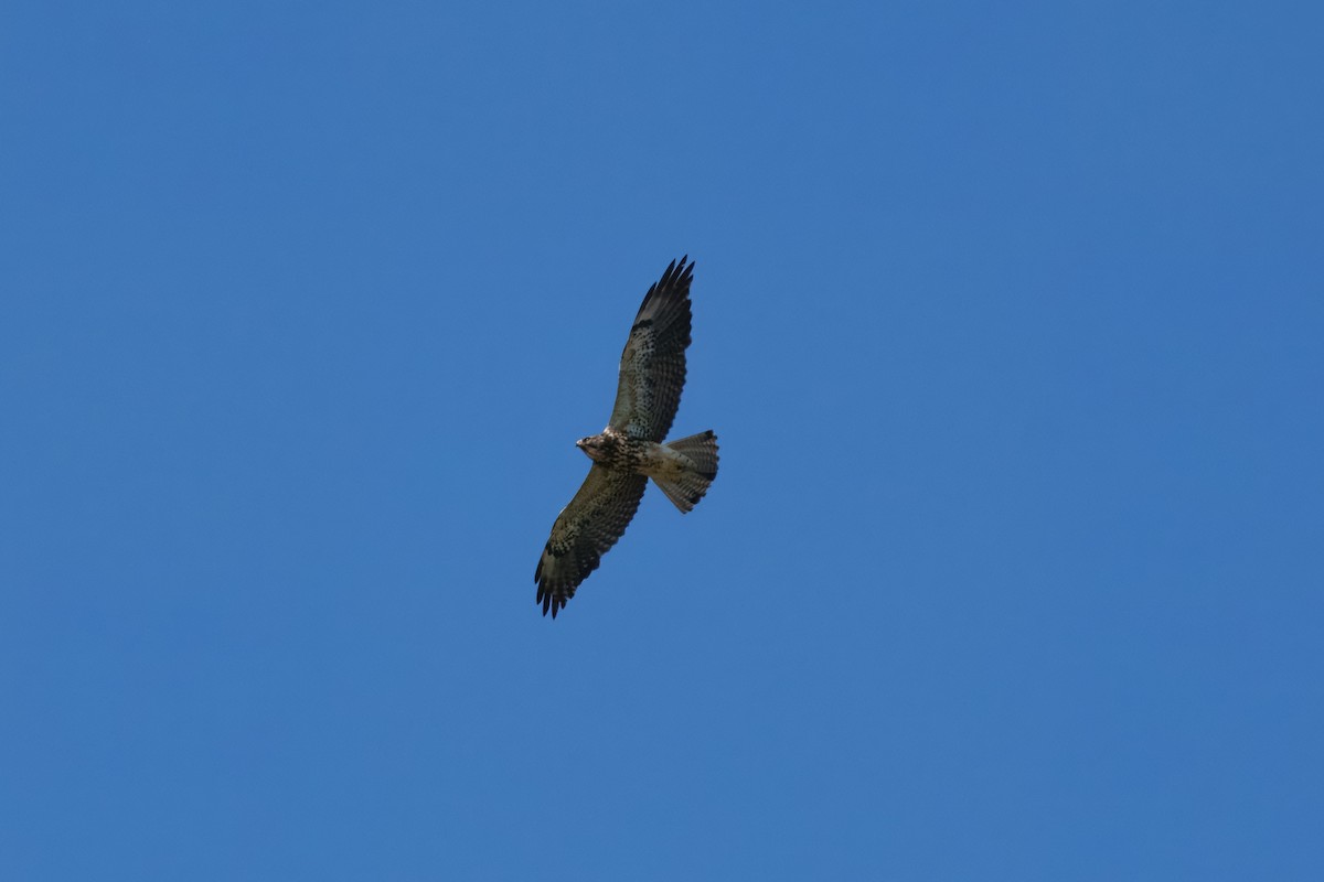 Swainson's Hawk - ML642418101