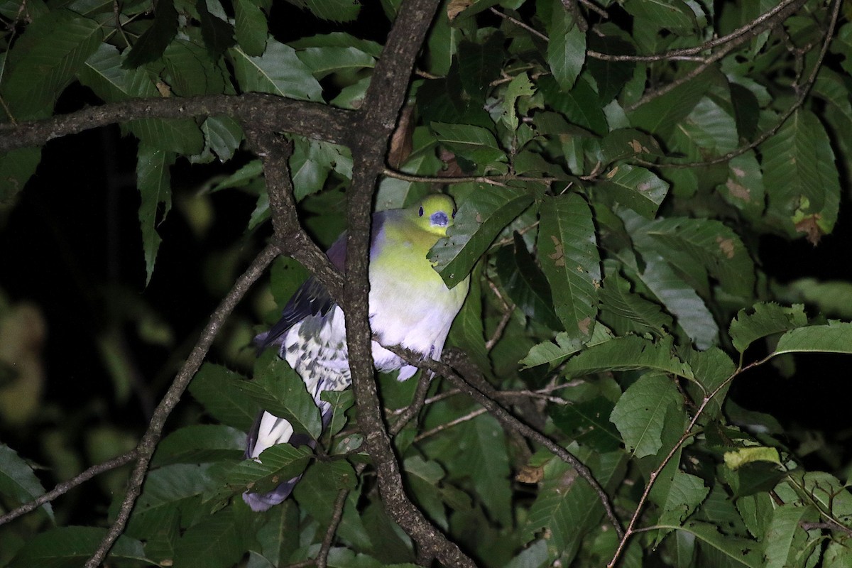 White-bellied Green-Pigeon - ML642418104