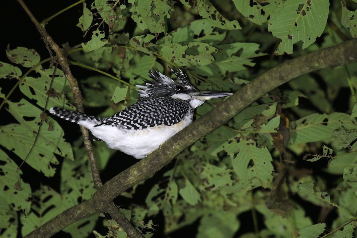Crested Kingfisher - ML642418110