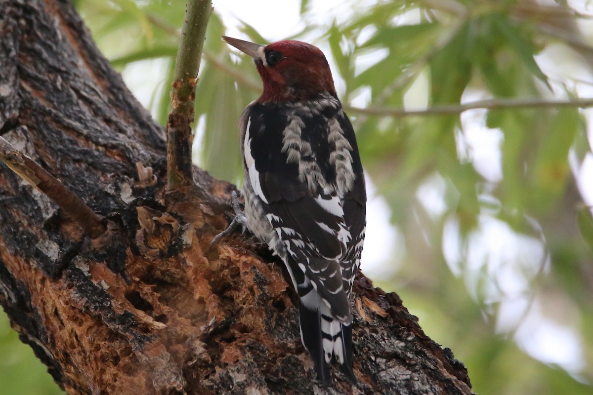 Red-breasted Sapsucker - ML642418112
