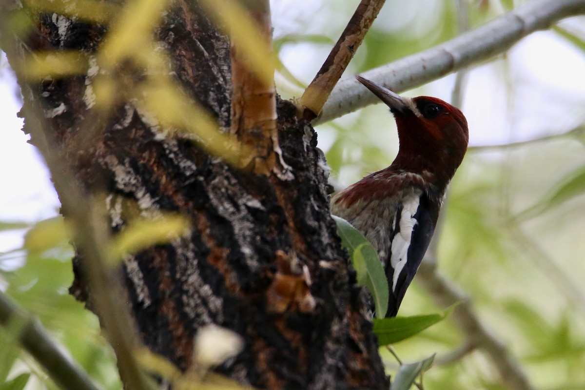 Red-breasted Sapsucker - ML642418116