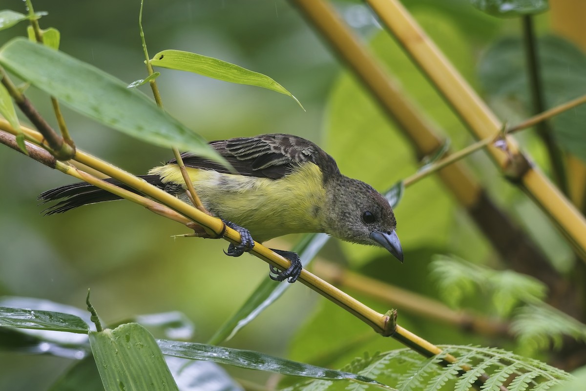 Alev Sokumlu Tangara (icteronotus) - ML642418133