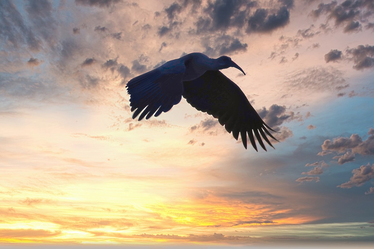 Hadada Ibis - ML642418143