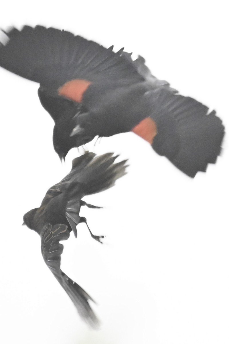 Red-winged Blackbird (California Bicolored) - ML642418152