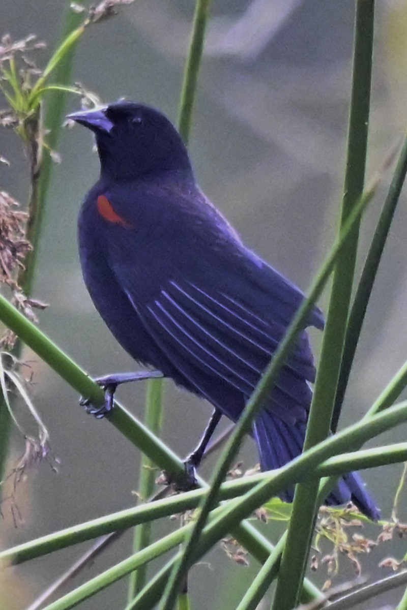 Red-winged Blackbird (California Bicolored) - ML642418156