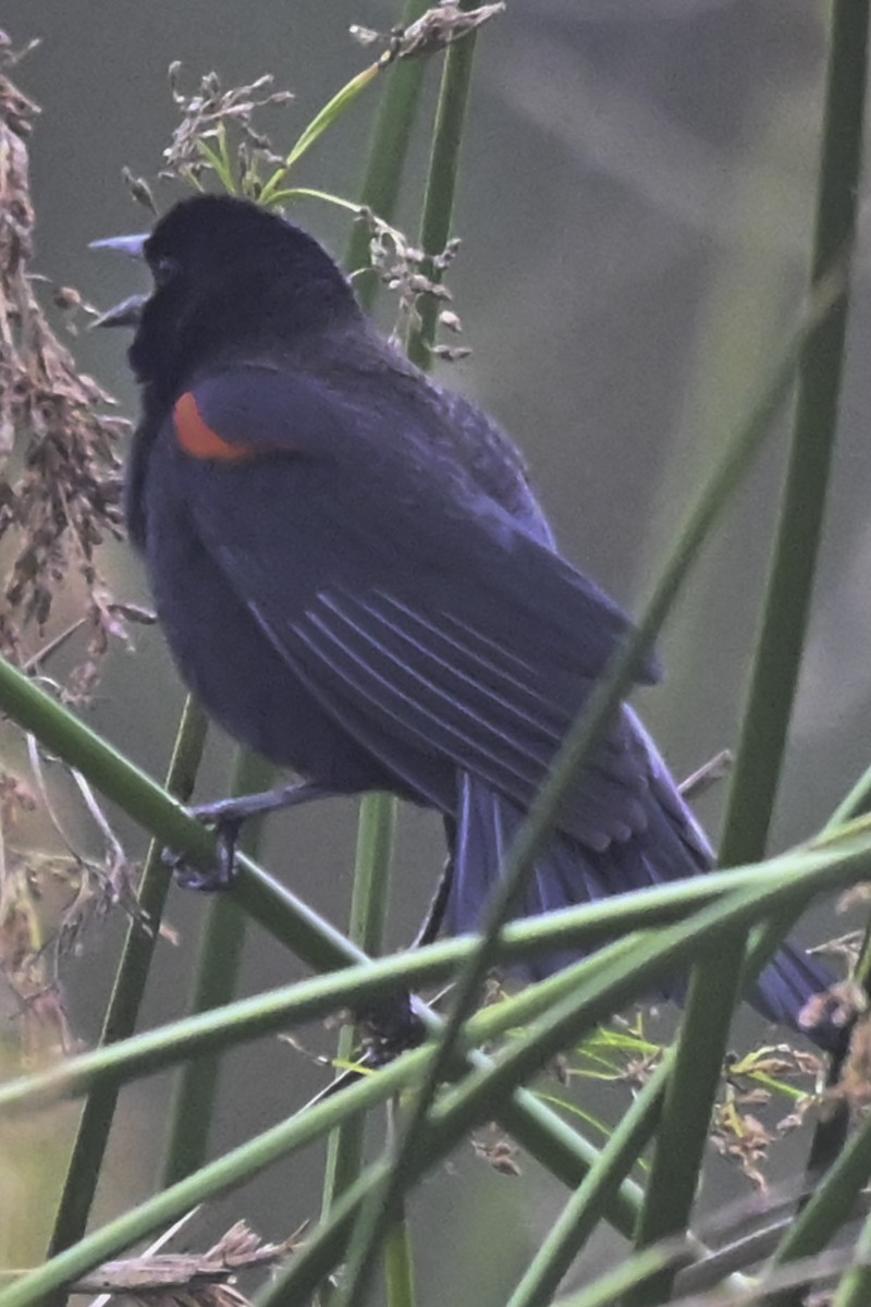 Red-winged Blackbird (California Bicolored) - ML642418158