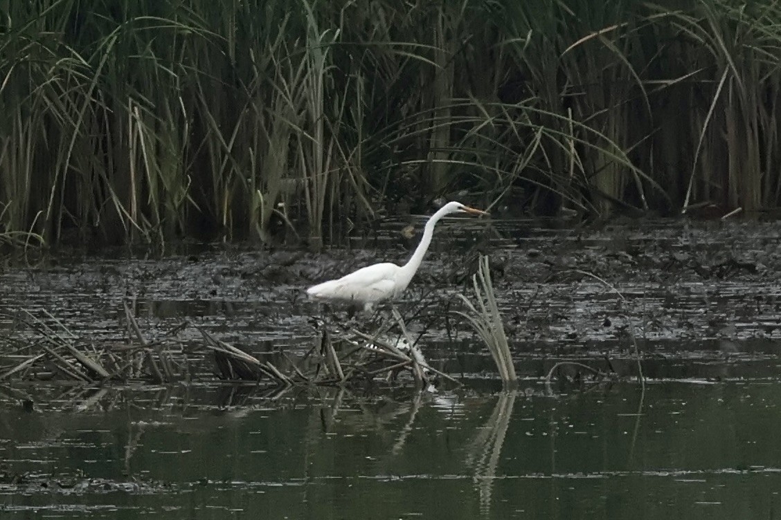 egretthegre - ML642418173