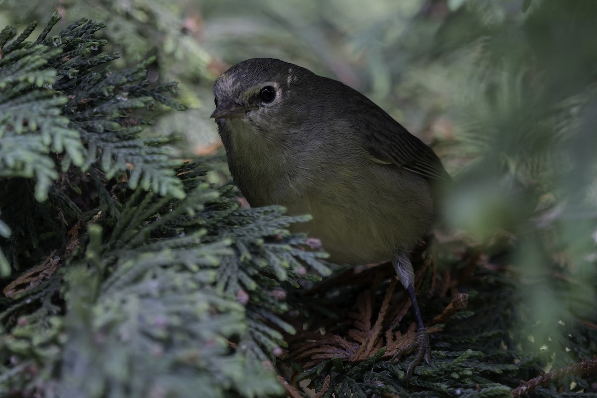new world warbler sp. - ML642418232