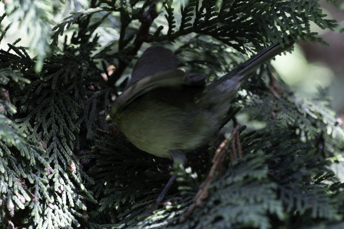 new world warbler sp. - ML642418233