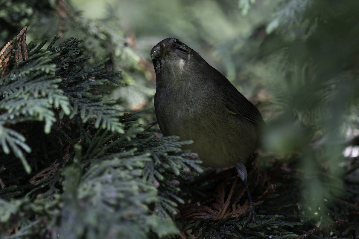 new world warbler sp. - ML642418234