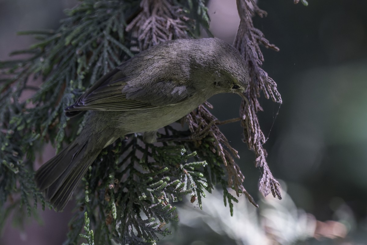 new world warbler sp. - ML642418235