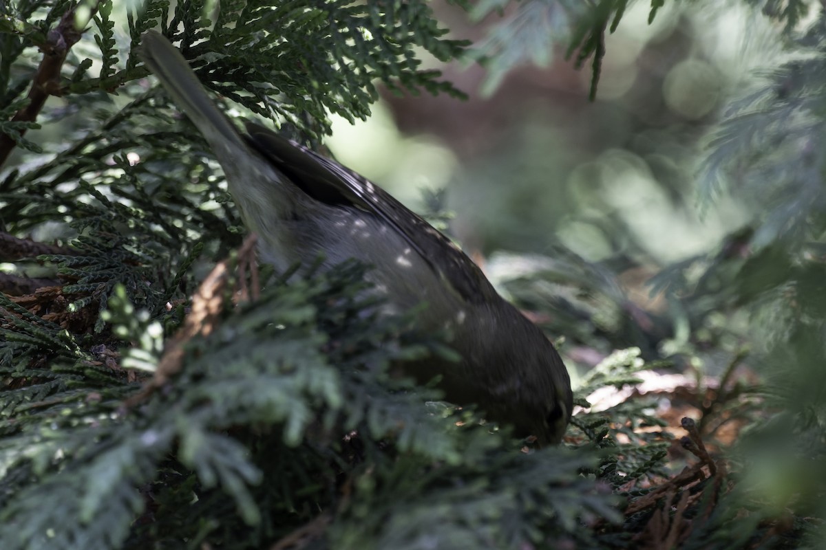 new world warbler sp. - ML642418236