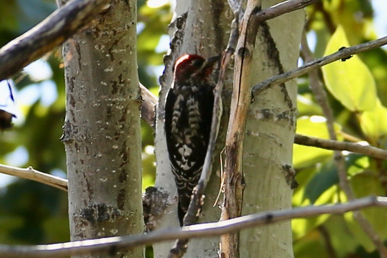 Red-naped/Red-breasted Sapsucker - ML642418238