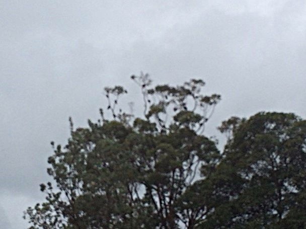 White-headed Pigeon - ML642418239