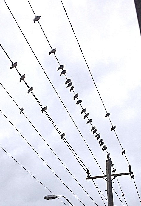 White-headed Pigeon - ML642418240