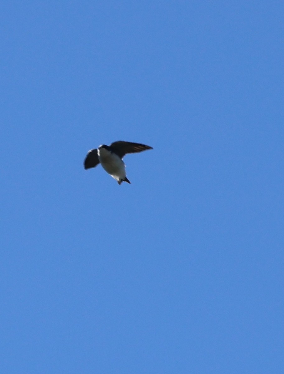 Tree Swallow - ML642418243