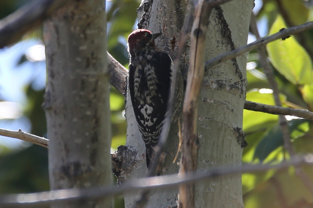 Red-naped/Red-breasted Sapsucker - ML642418244