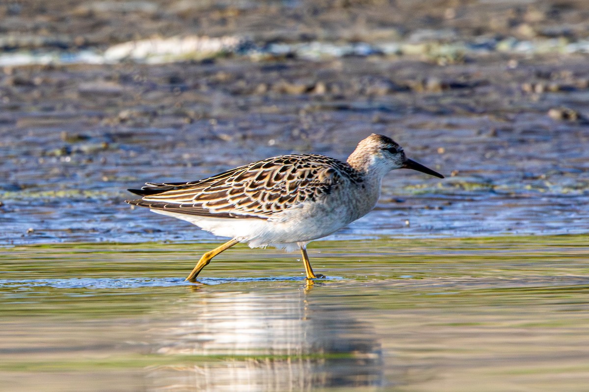 Ноцоо элсэг - ML642418264