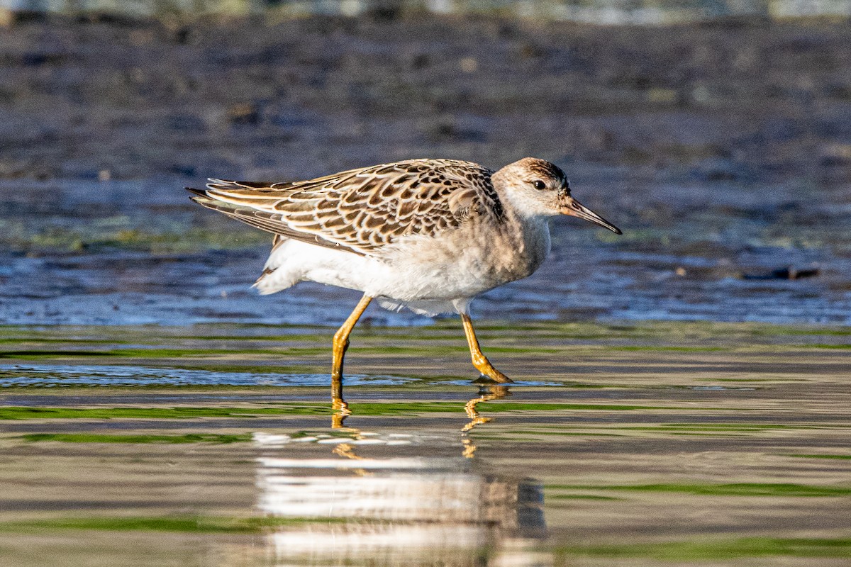 Ноцоо элсэг - ML642418265