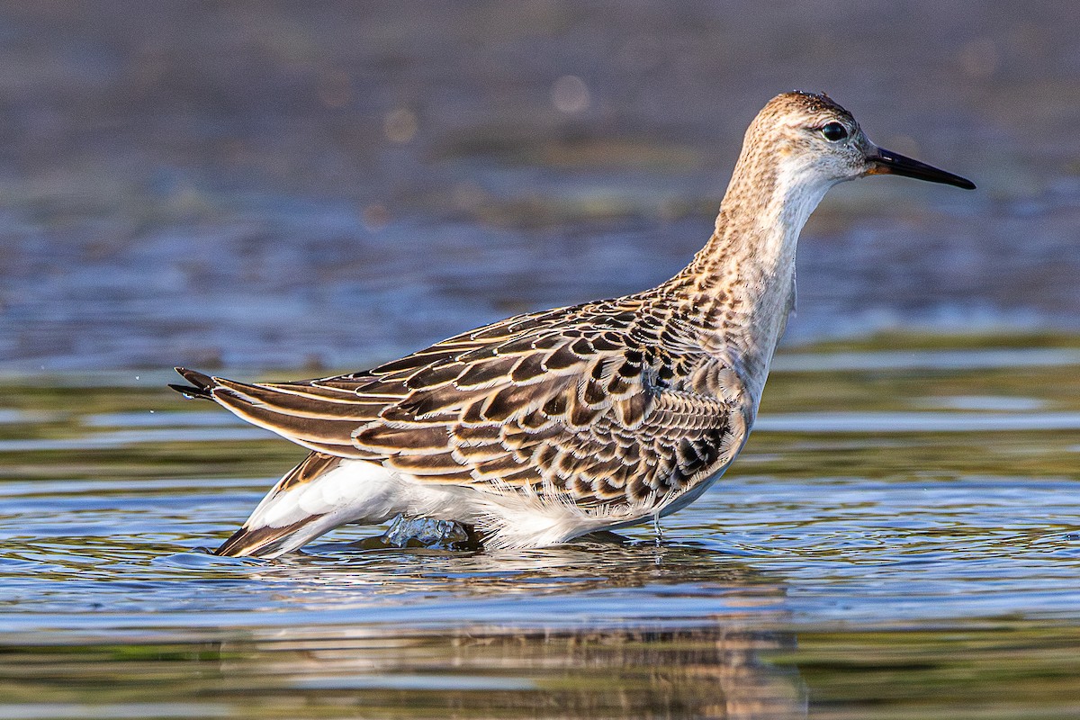 Ноцоо элсэг - ML642418267