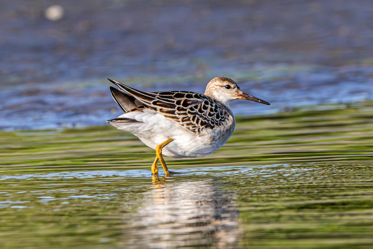 Ноцоо элсэг - ML642418268