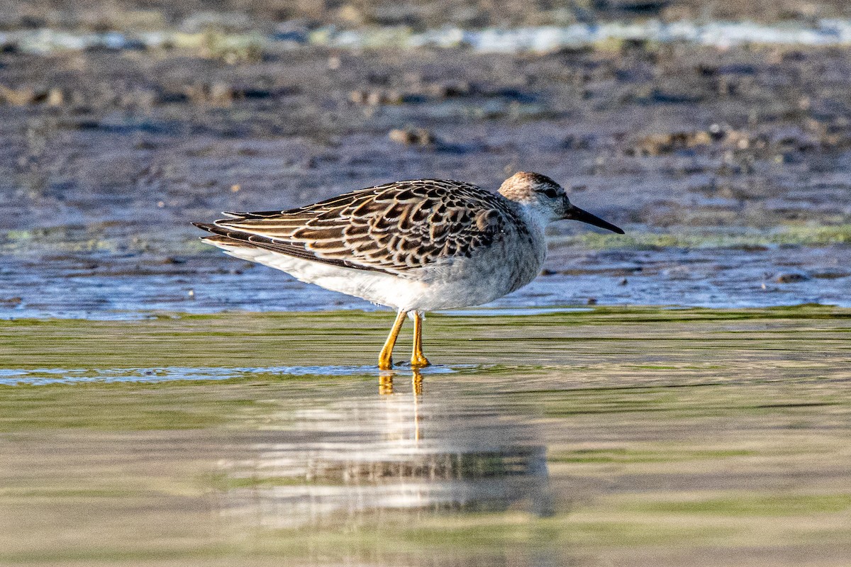 Ноцоо элсэг - ML642418269