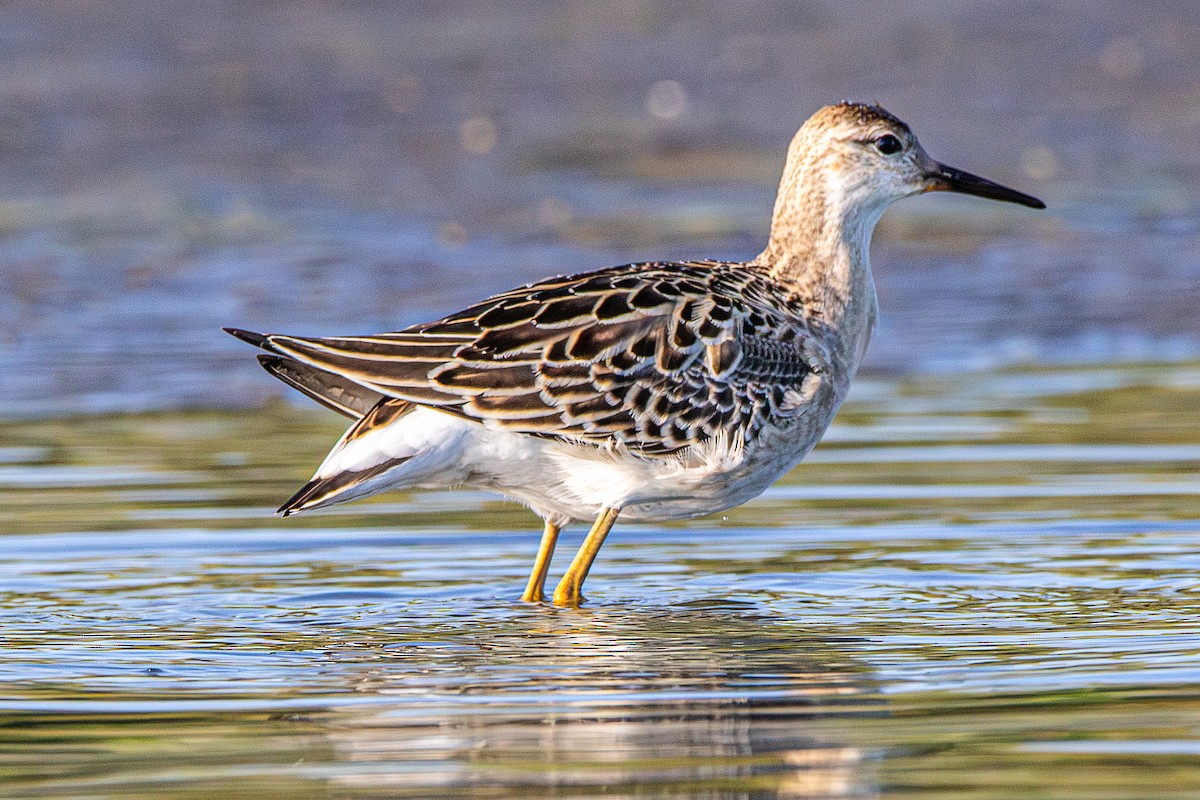 Ноцоо элсэг - ML642418270