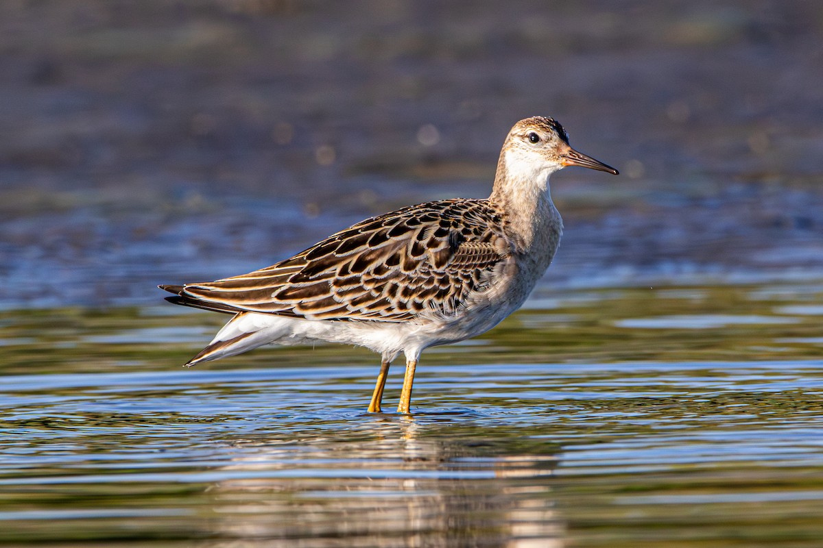 Ноцоо элсэг - ML642418271