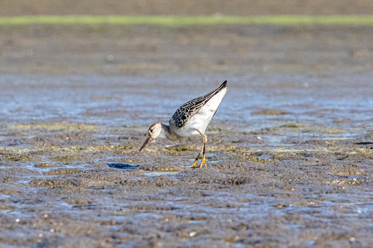 Ноцоо элсэг - ML642418272