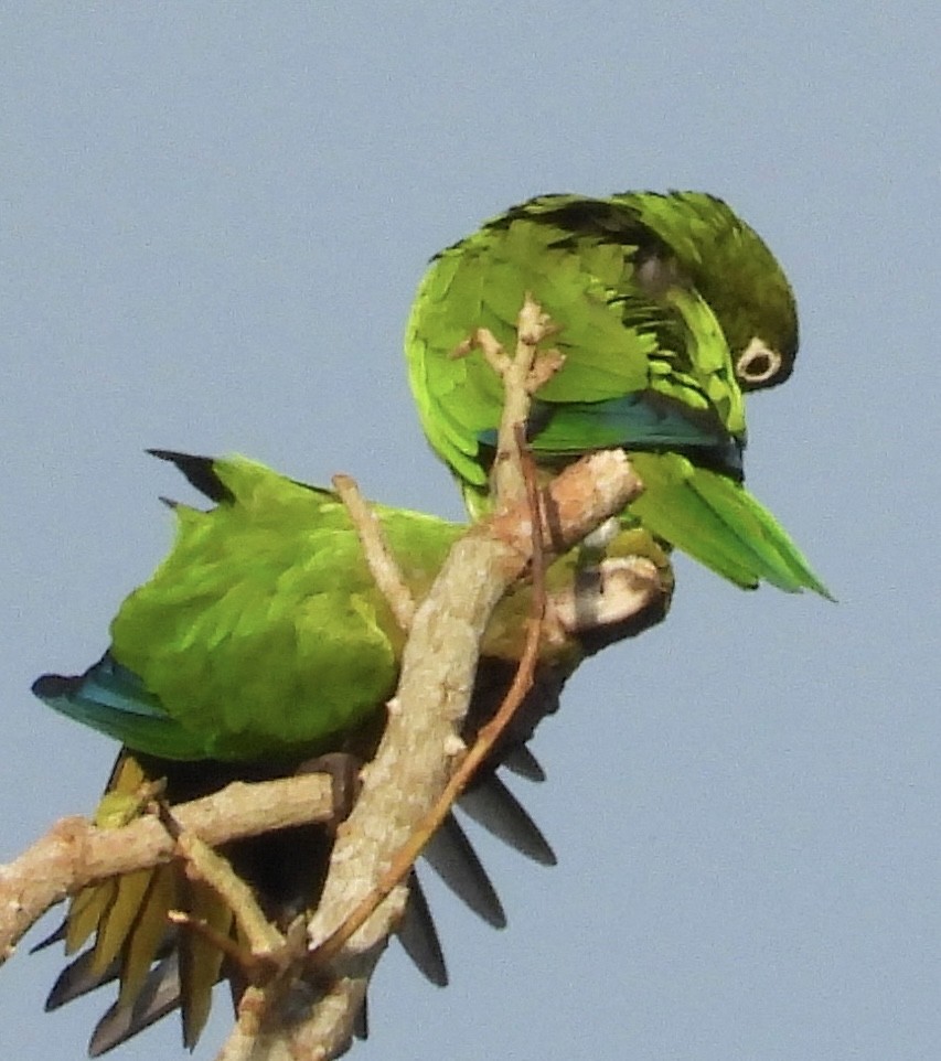 ジャマイカインコ - ML642418305