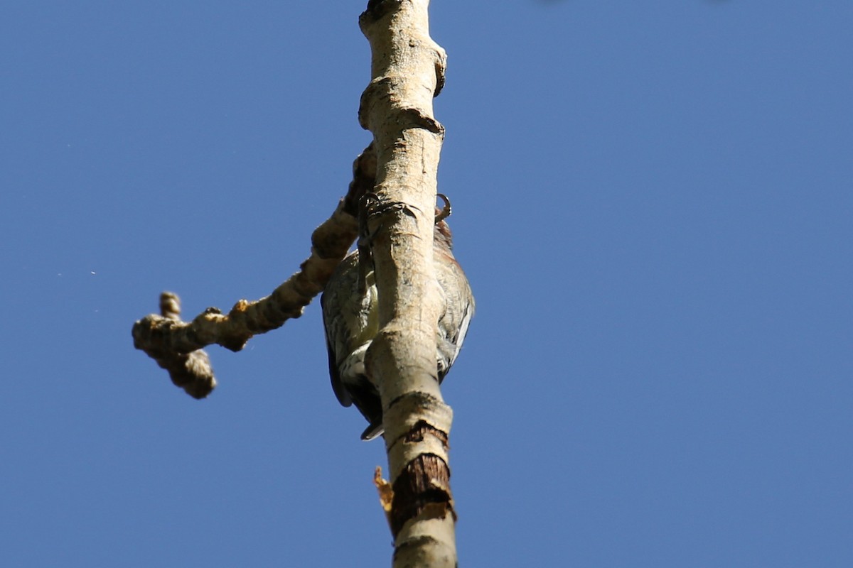 Red-naped/Red-breasted Sapsucker - ML642418306