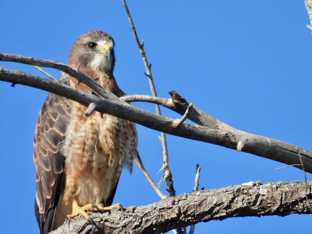 Swainson's Hawk - ML642418339