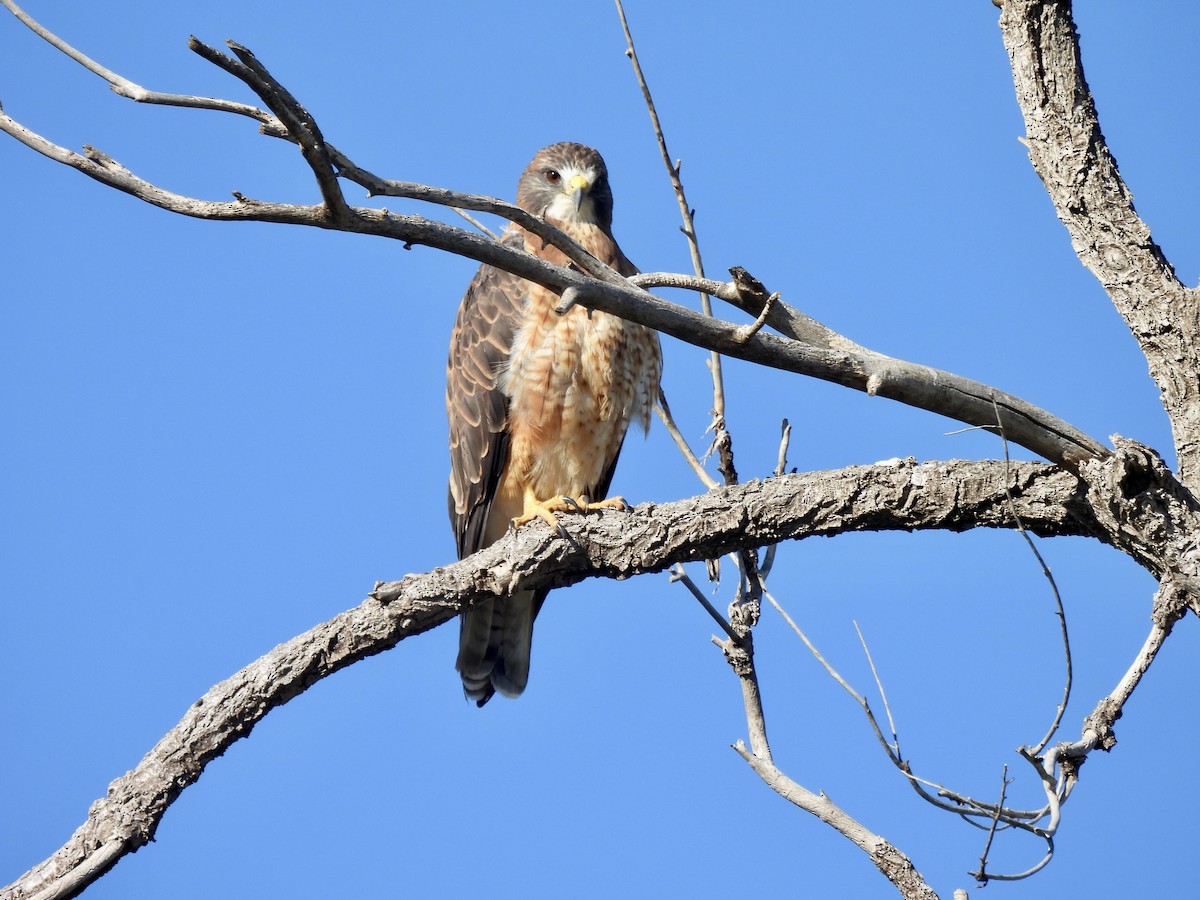 Swainson's Hawk - ML642418340