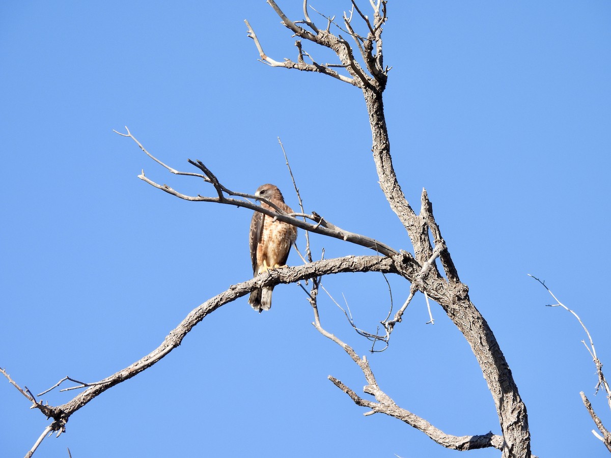 Swainson's Hawk - ML642418342