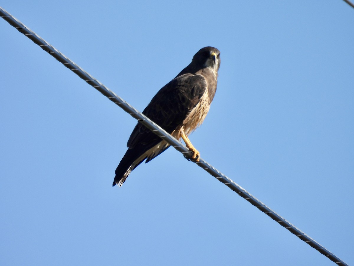 Swainson's Hawk - ML642418367