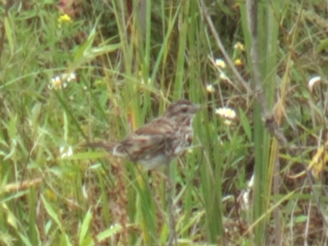 Song Sparrow - ML642418388
