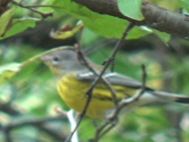Magnolia Warbler - ML642418390