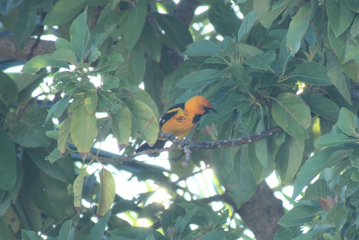 Spot-breasted Oriole - ML642418391