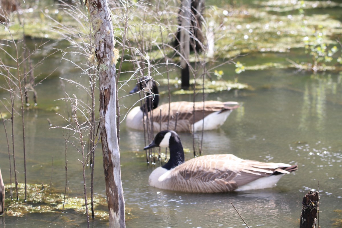 Canada Goose - ML642418393