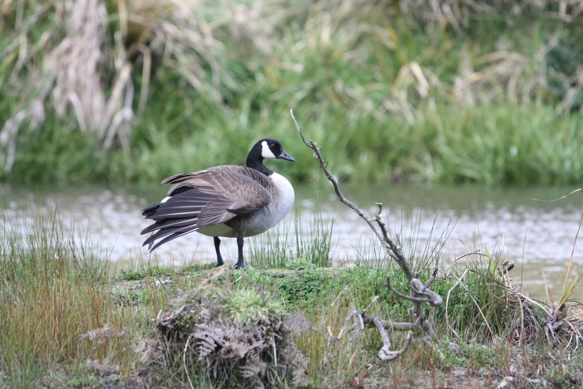 Canada Goose - ML642418394