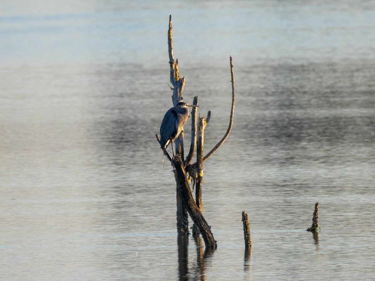 Great Blue Heron - ML642418395