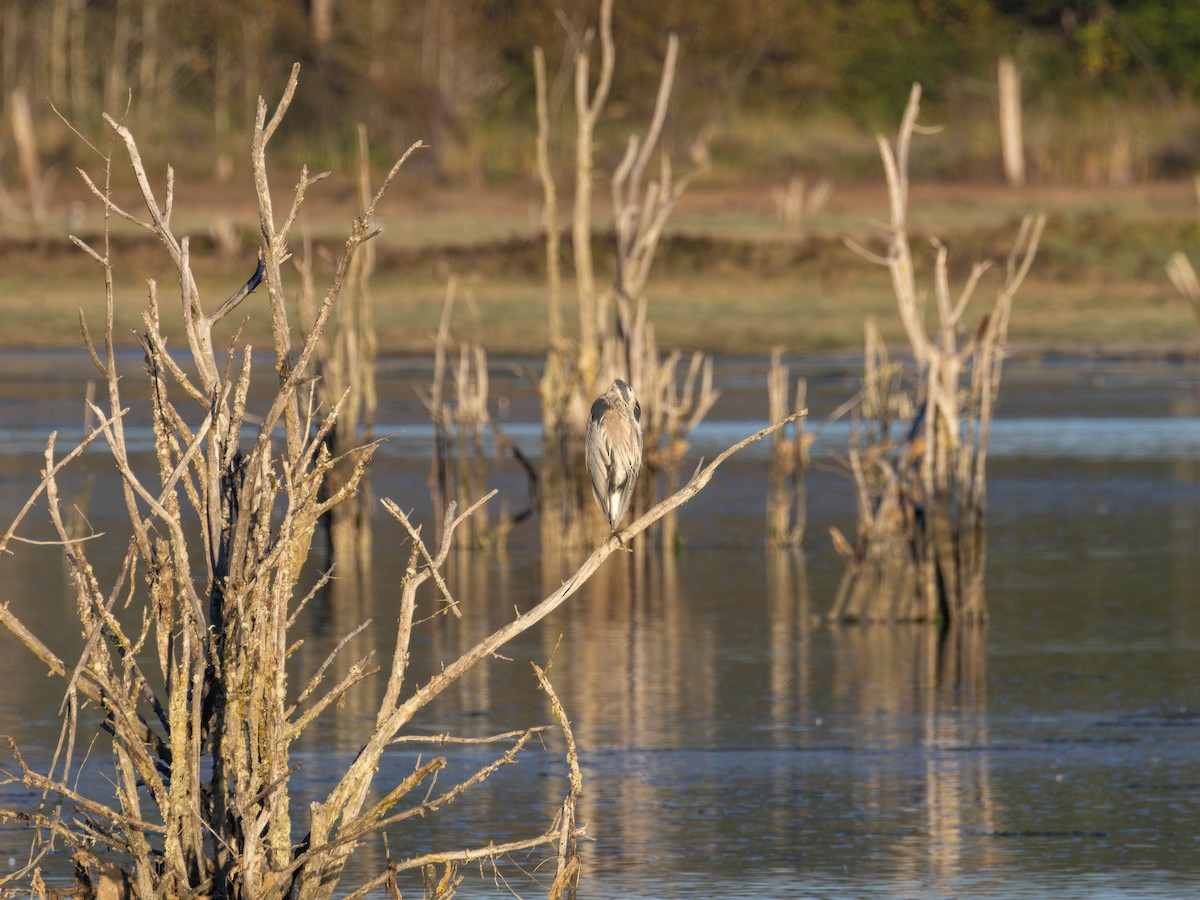 Great Blue Heron - ML642418396