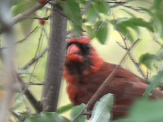 Northern Cardinal - ML642418397