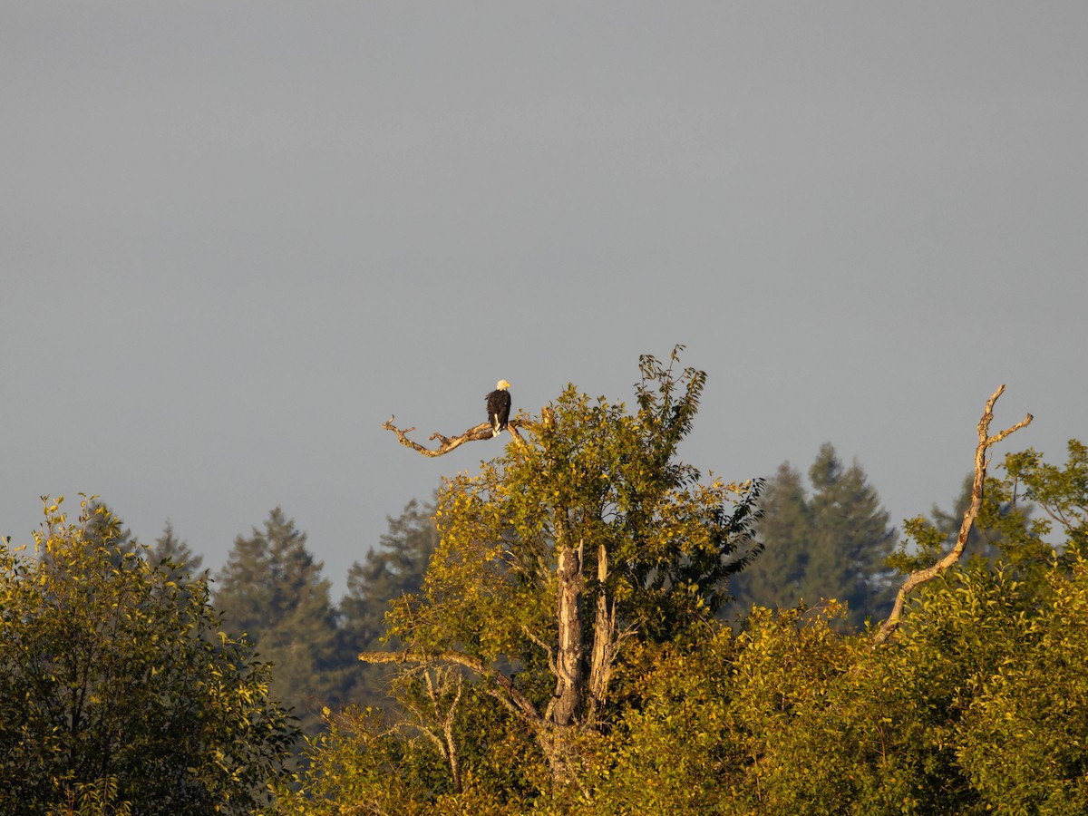 Bald Eagle - ML642418398