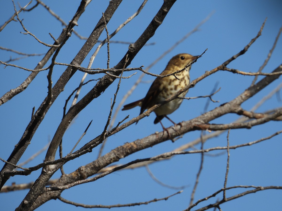 Hermit Thrush - ML642418399