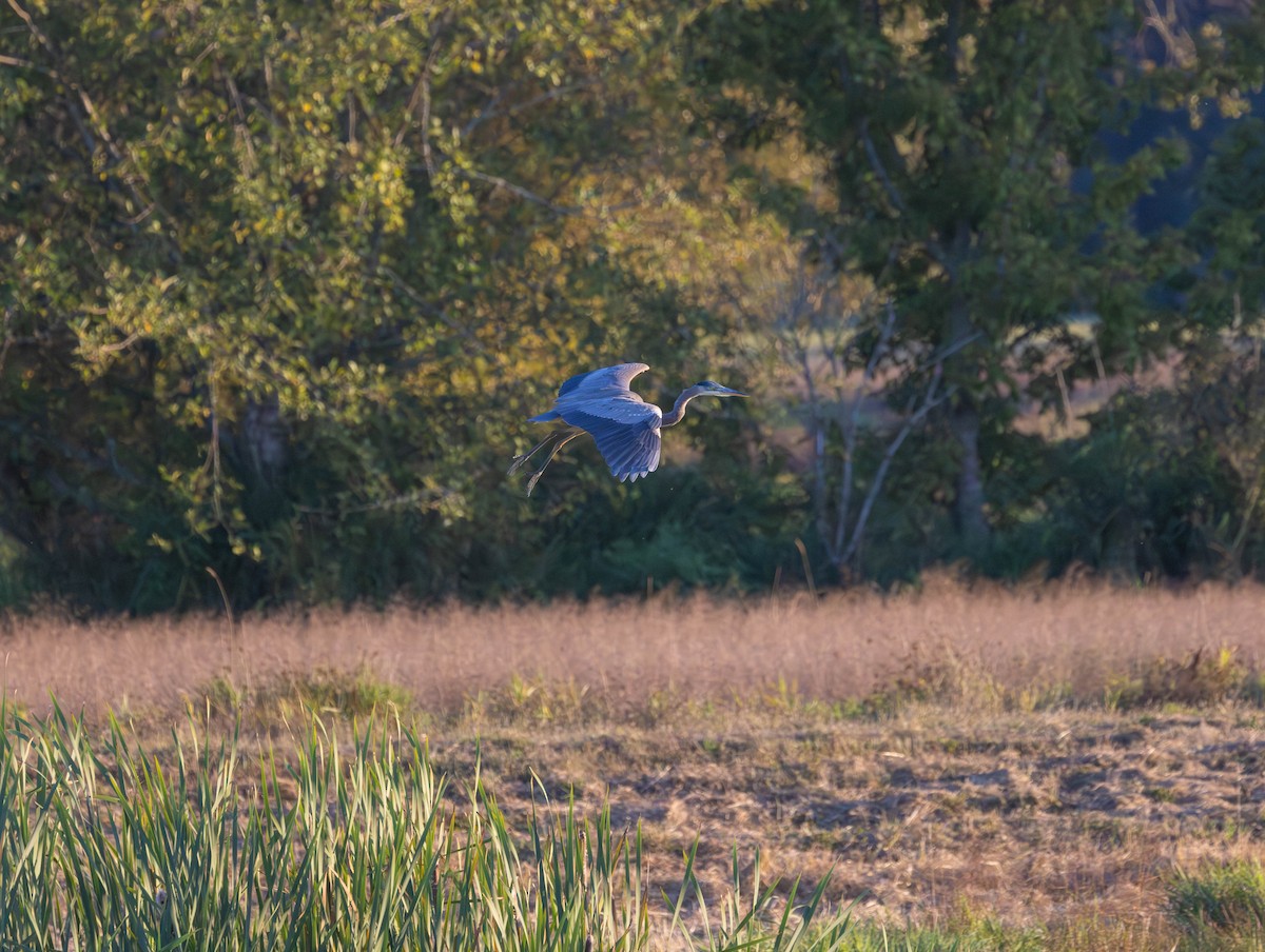 Great Blue Heron - ML642418400