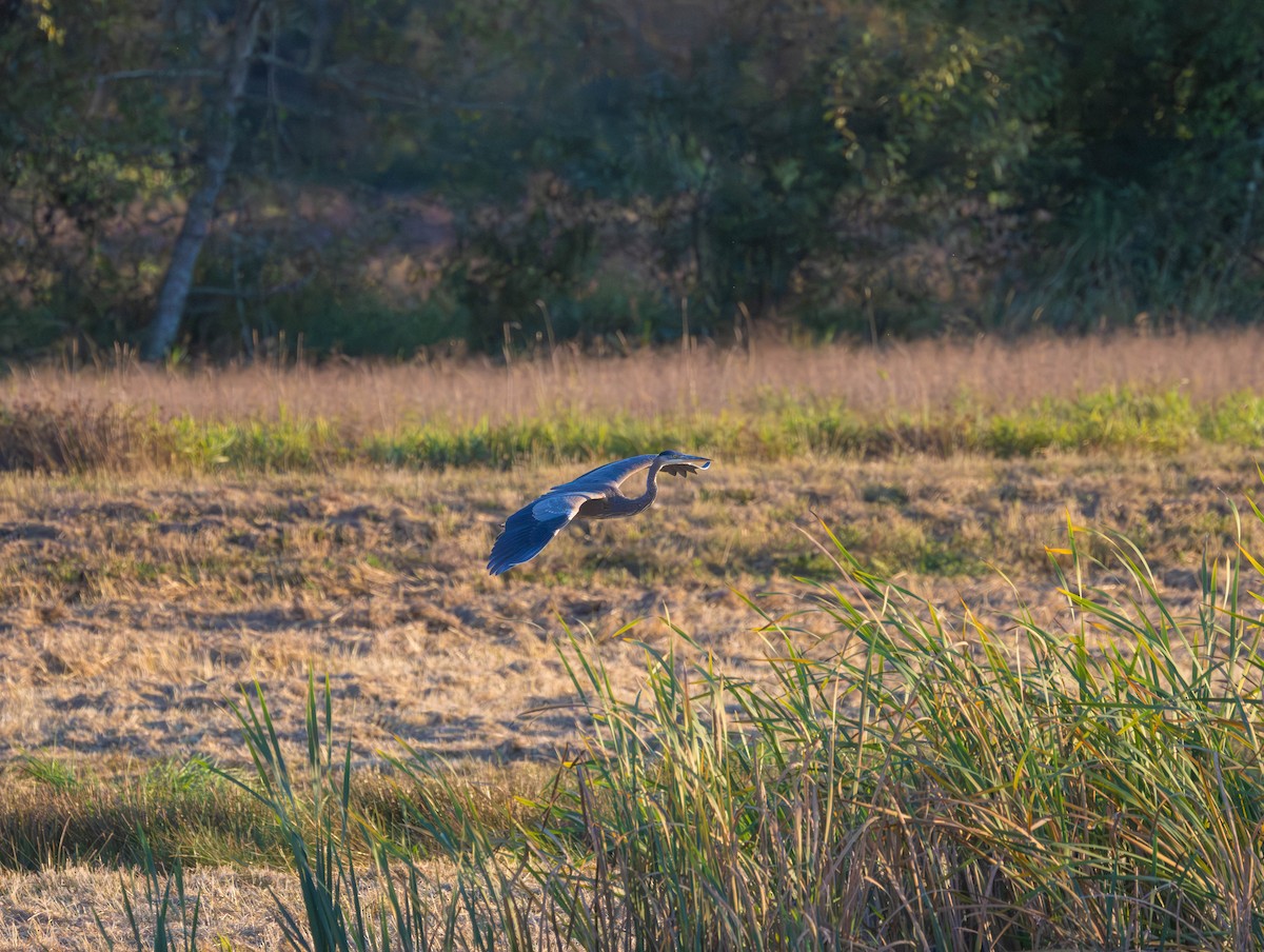 Great Blue Heron - ML642418401