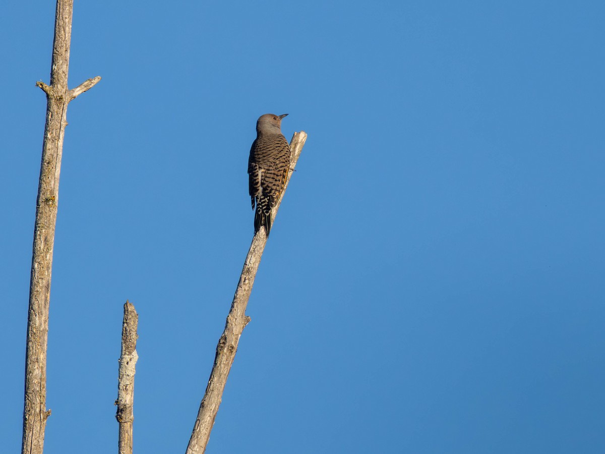 Northern Flicker - ML642418402