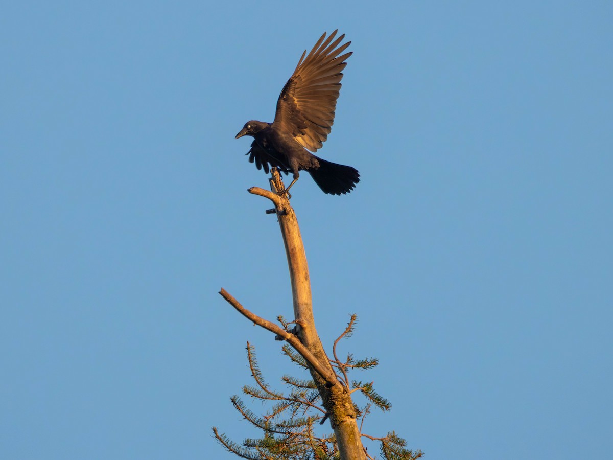 American Crow - ML642418403